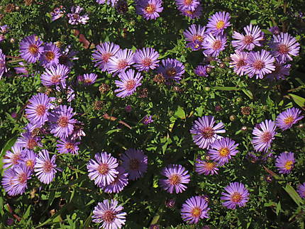 Jolies fleurs à St-Ulric