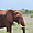 Troupeau d'éléphant au parc tsavo