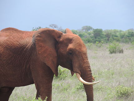 Troupeau d'éléphant au parc tsavo