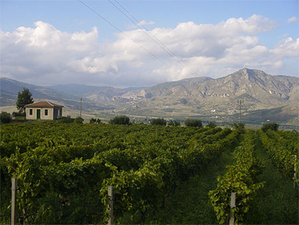 Vignobles à randazzo