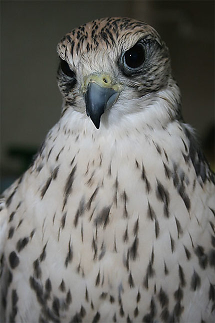 Portrait de faucon