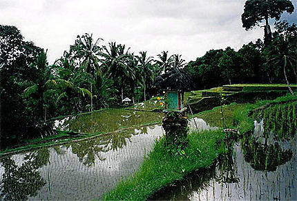 Temple dans une rizière