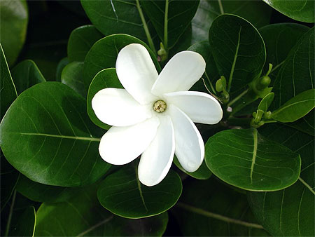 fleur de tiaré fleur de tiaré