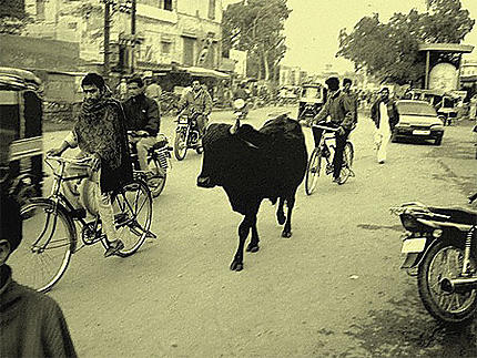 New Delhi et ses vaches sacrées!
