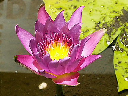 Fleur de lotus