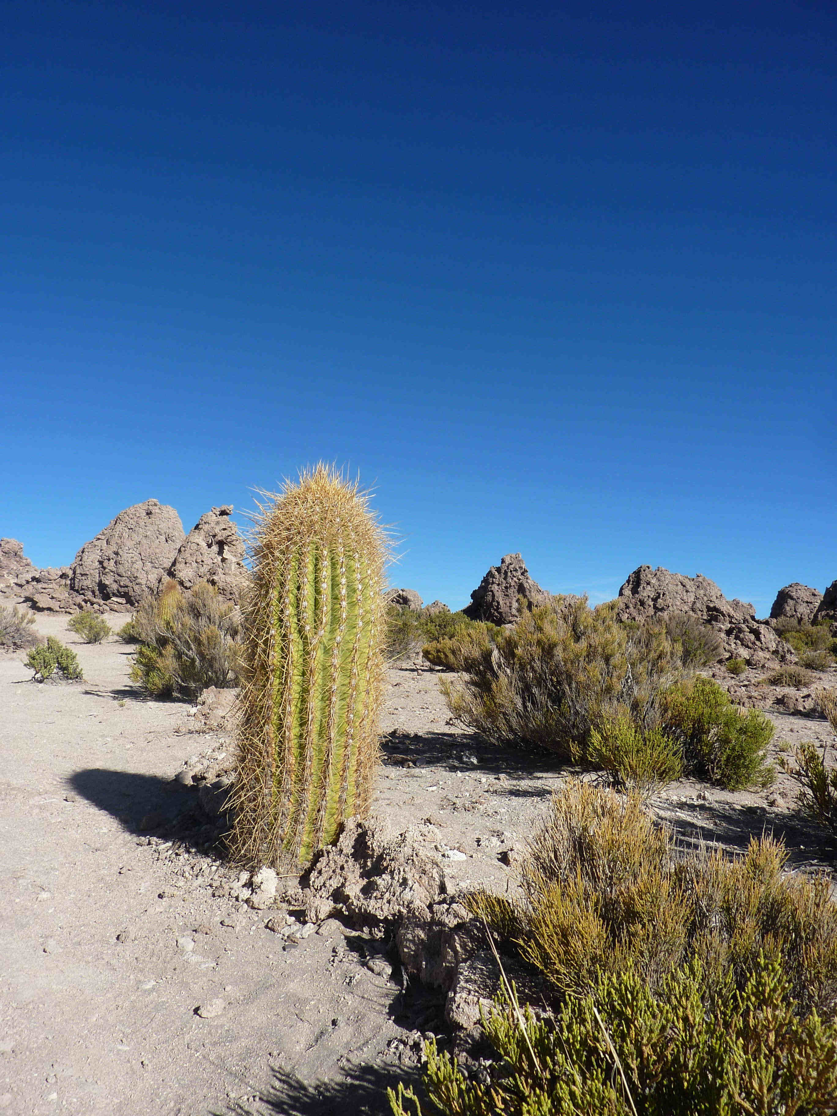 Cactus dans la nécropole Cactus dans la nécropole