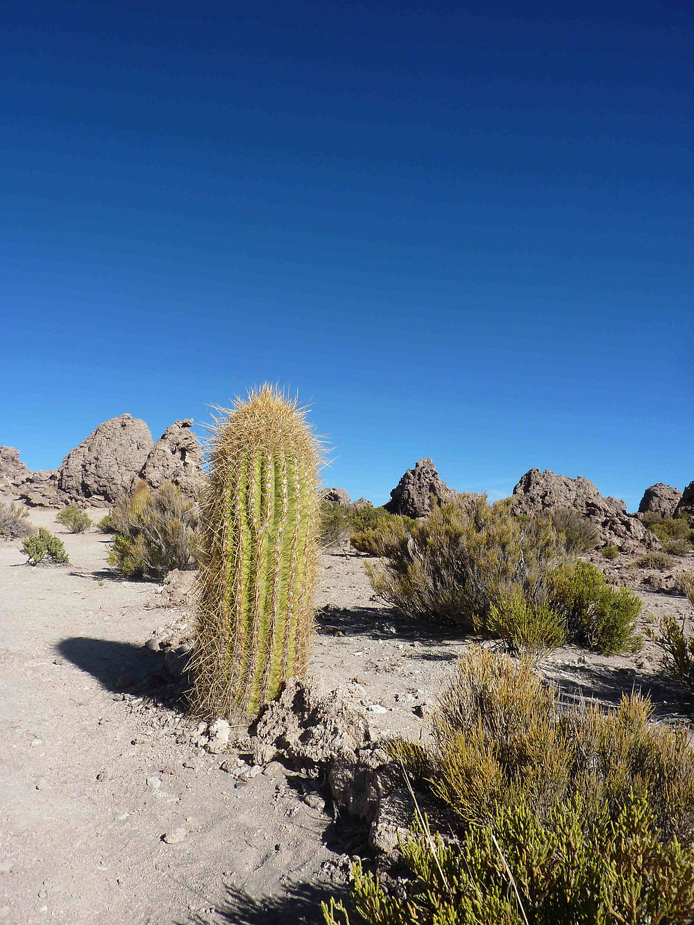 Cactus dans la nécropole