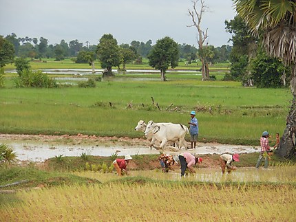 L'Agriculture du riz sur Prasat