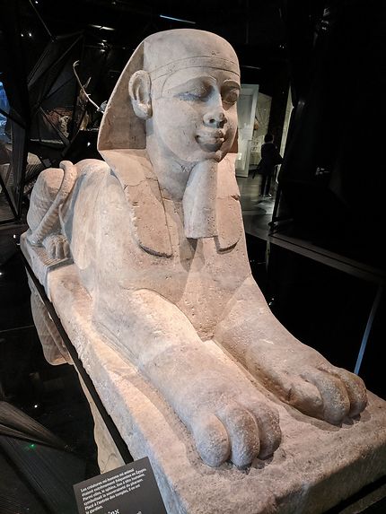 Sphinx au Musée des Confluences