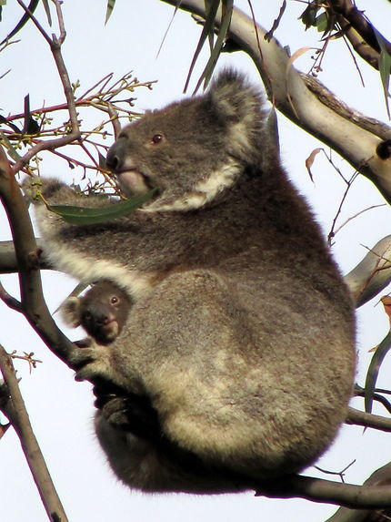 Maman koala et son petit