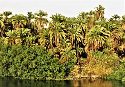 Les bords du Nil 