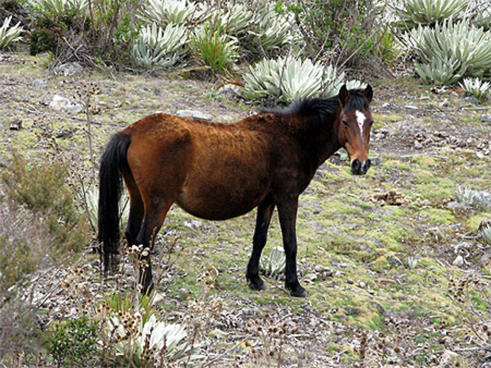 Cheval sauvage