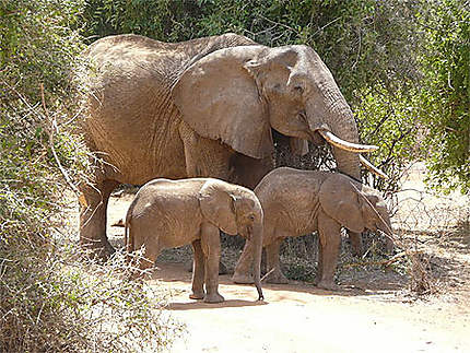 Eléphant avec deux éléphanteaux