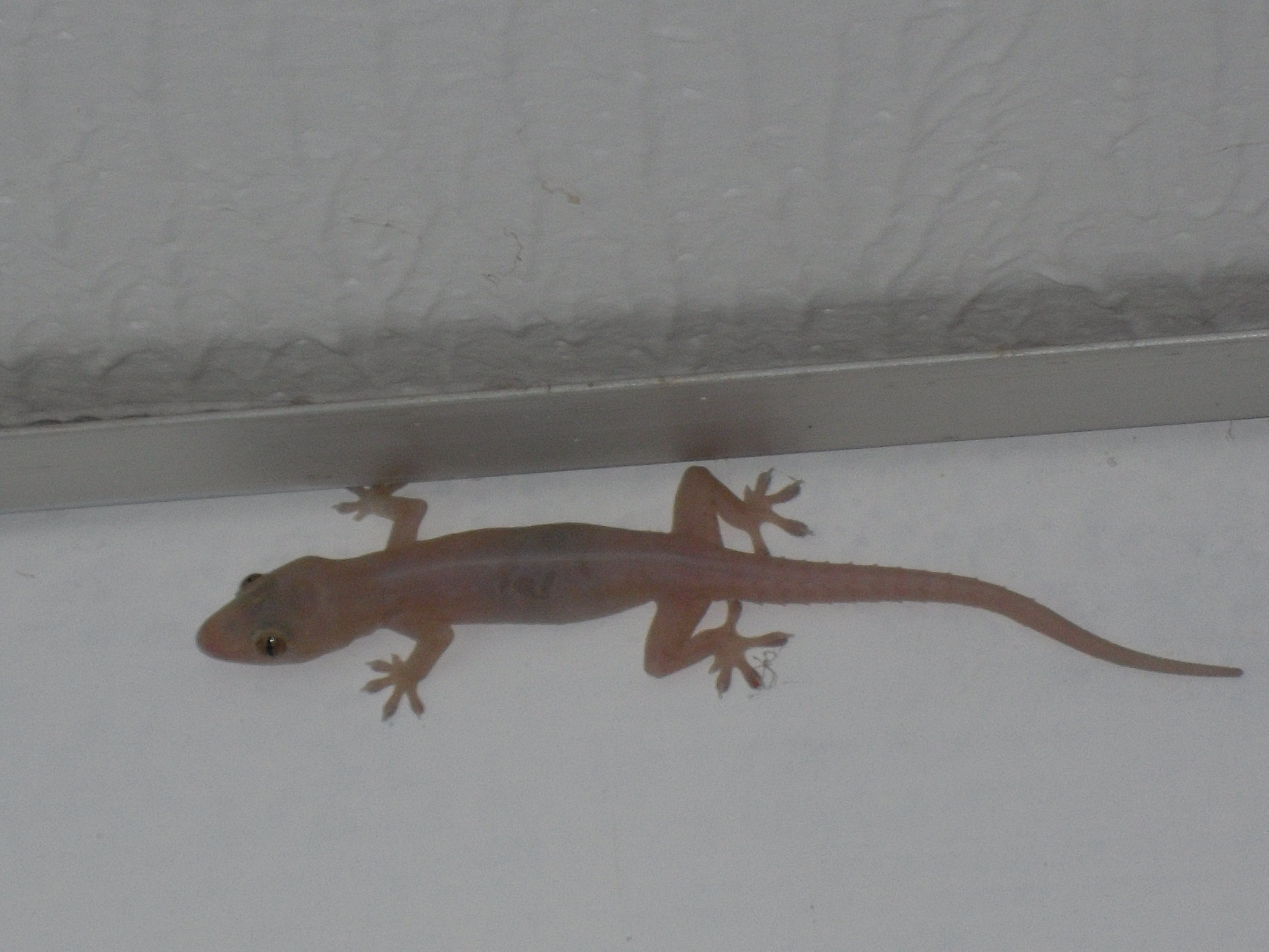 Petit lézard des maisons Petit lézard des maisons