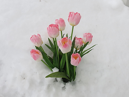 Les Tulipes dans la neige en Gaspésie