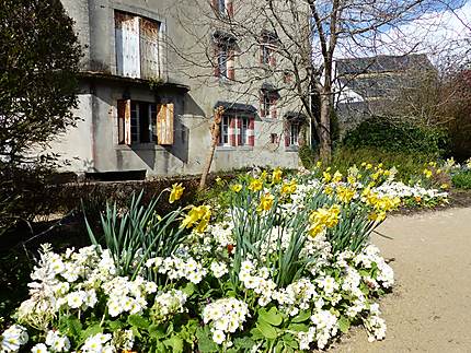 Fleurs de printemps 