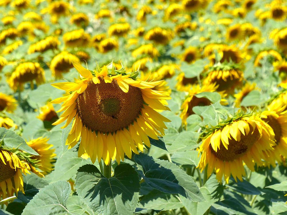 Tournesols