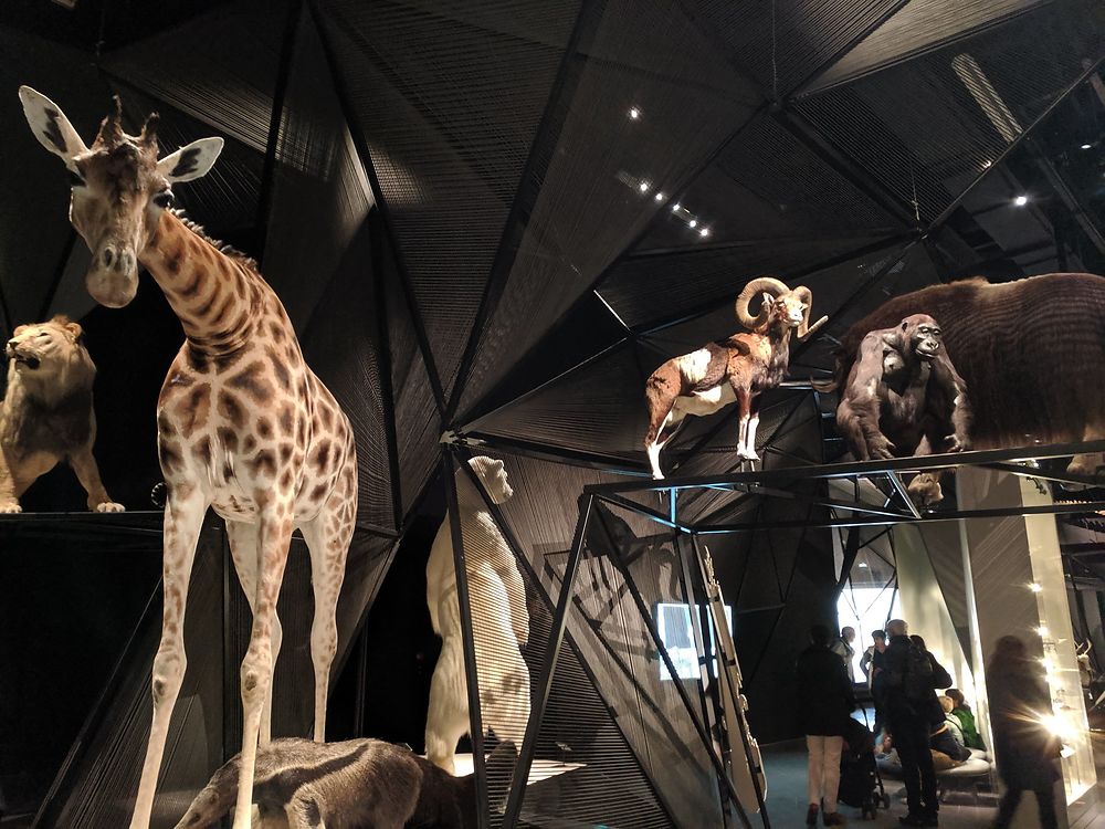 Galerie d'évolution au Musée des Confluences