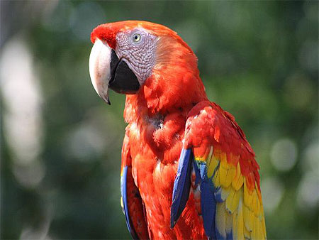 Un ara rouge, dont le cri perçant retentit souvent au coeur de la jungle Un ara rouge, dont le cri perçant retentit souvent au coeur de la jungle