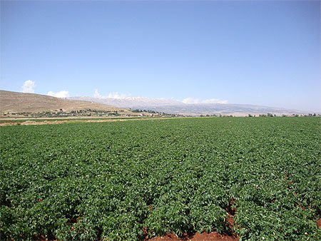 Plaine de la Bekaa Plaine de la Bekaa