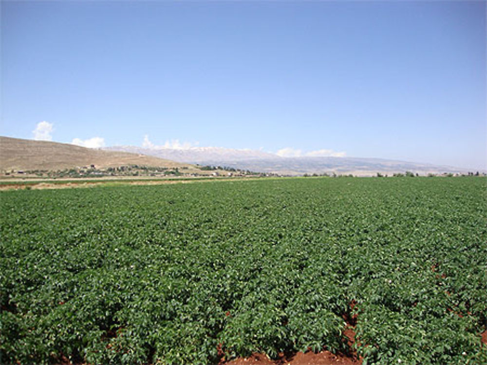 Plaine de la Bekaa