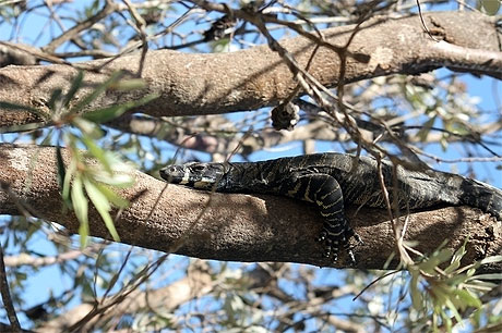 Varan Varan