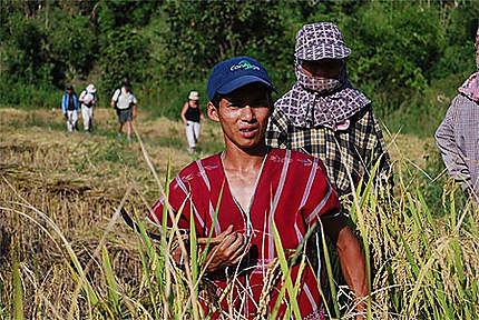 Artisans au travail dans les rizières