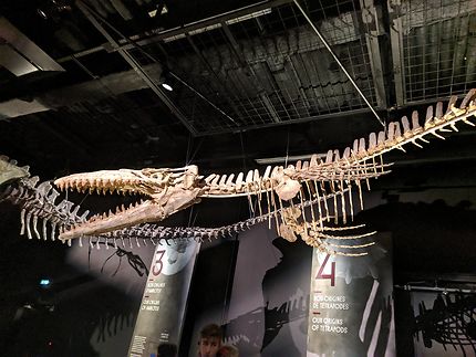 Dinosaure volant au Musée des Confluences