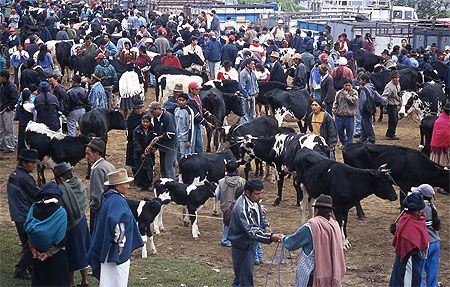 Marché aux bestiaux d'Otavalo