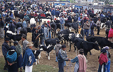 Marché aux bestiaux d'Otavalo