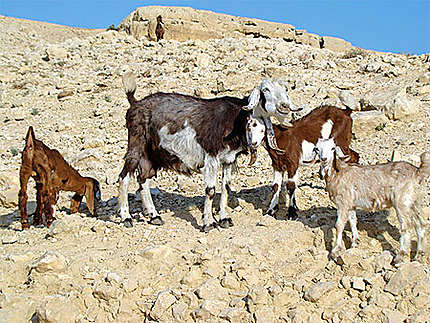 Chèvres aux oreilles tombantes en Jordanie