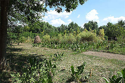 Petit jardin sur l’île de Veliko Ratno Ostrvo (île de la grande guerre)