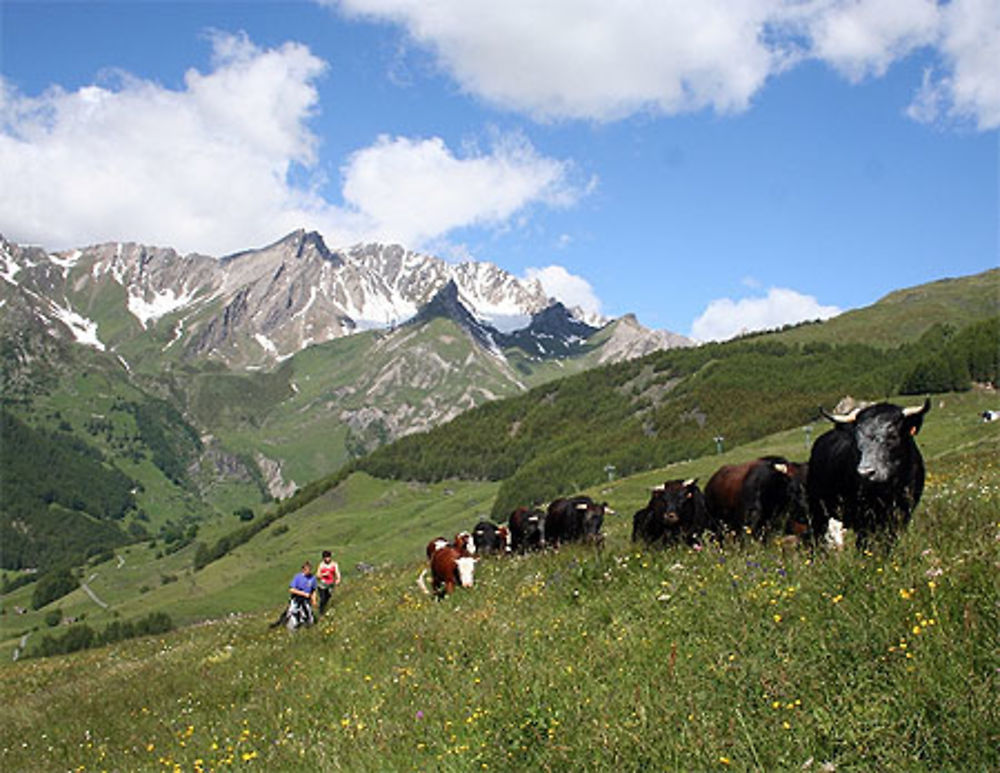 Transhumance en vallée d'Aoste