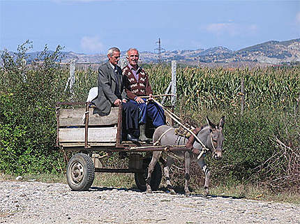 Carriole à âne en Albanie