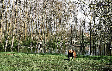 Des vaches dans le Marais Poitevin