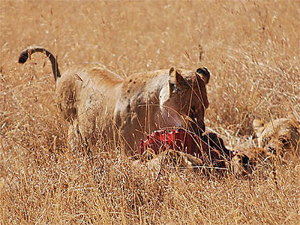 Lionne mangeant