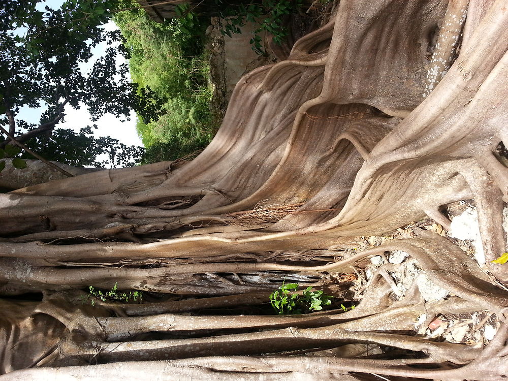 Arbre de la maison de l'esclavage