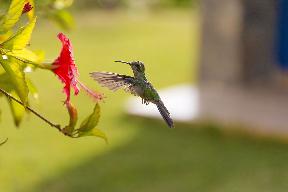 Colibri