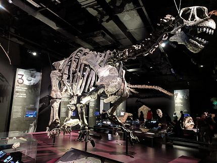 Dino au Musée des Confluences