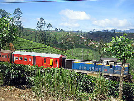 Train dans les plantations de thé