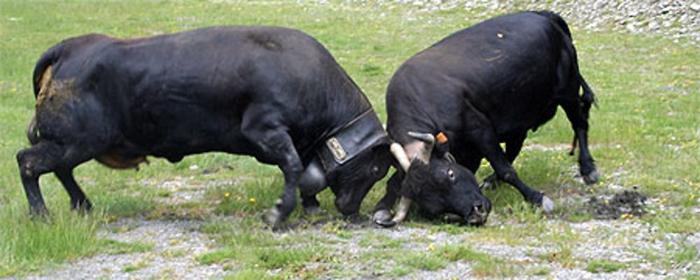 Bataille de reines en vallée d'Aoste