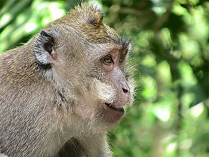 Ubud : Monkey Forest