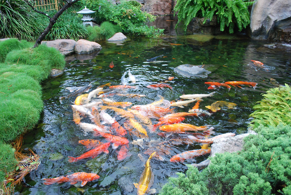 Koi japonais