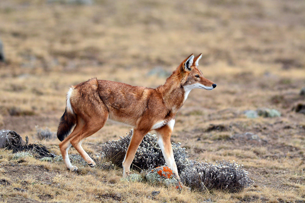 Loup d'Abyssinie