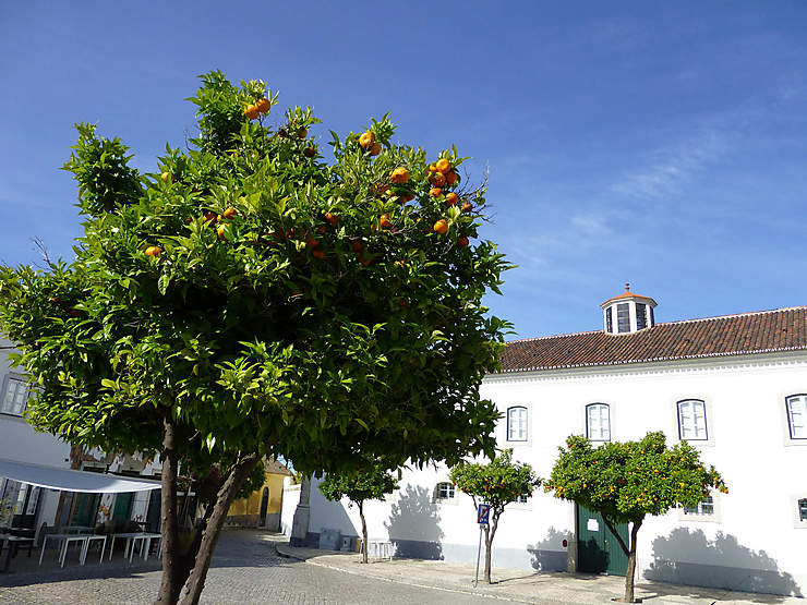 Les orangers près de la cathédrale, Faro, Portugal