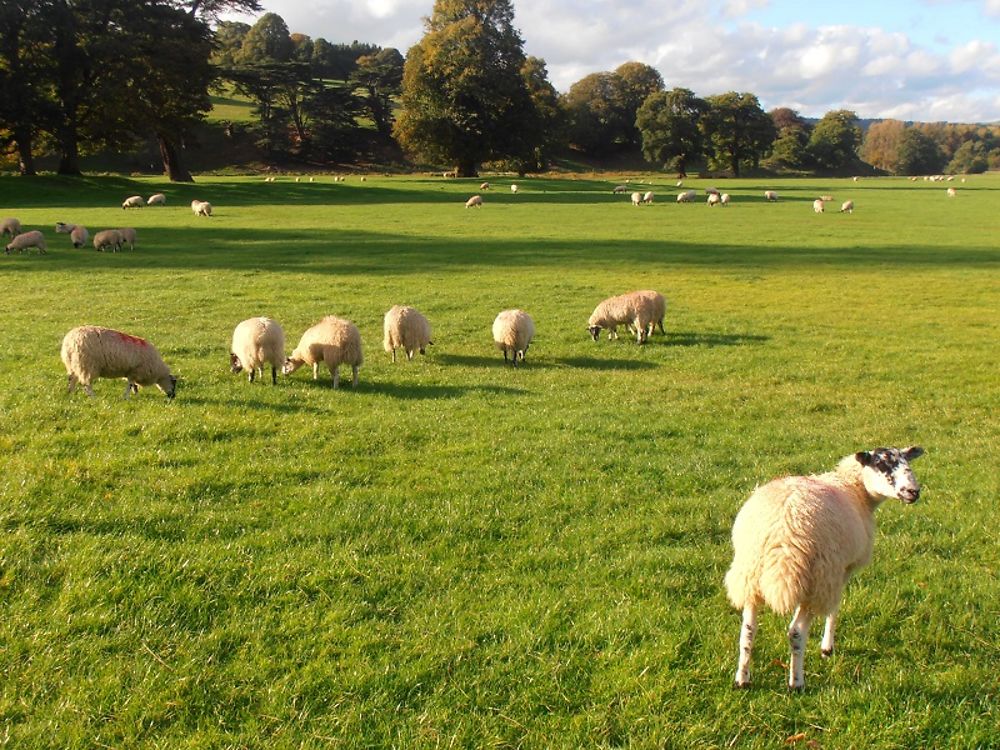 Moutons à Peak District