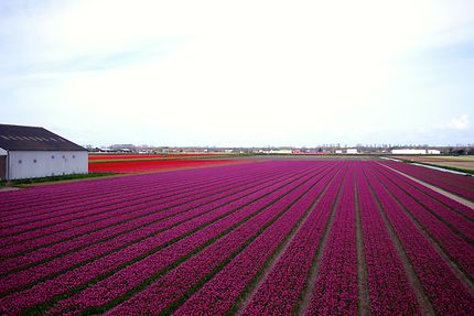 Tulipes à Leiden