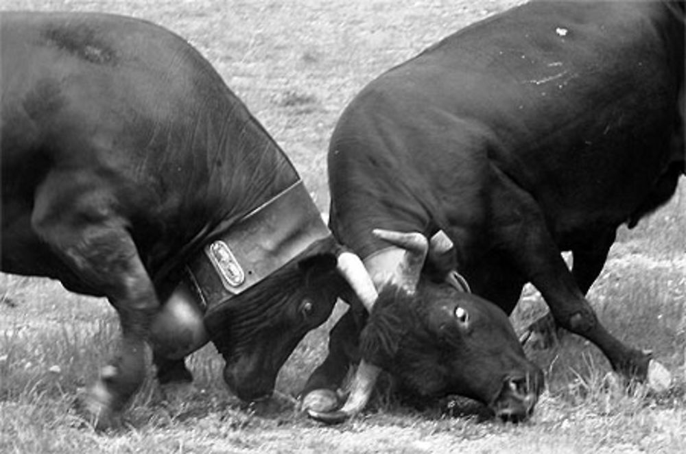 Bataille de reines en vallée d'Aoste