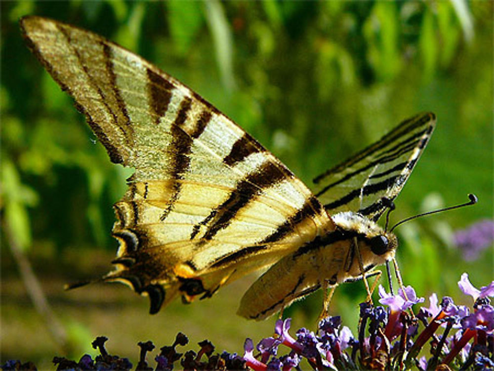 Machaon à La Lebre