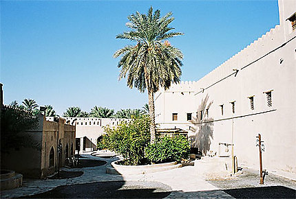 Palmier dans le fort